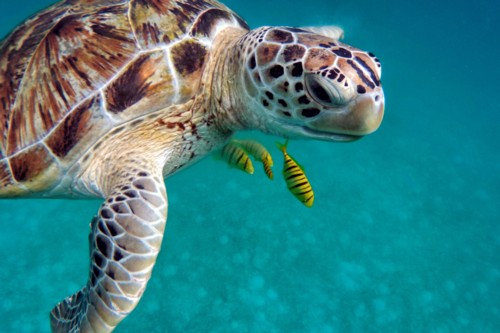 Turtle in open water during an ssi scuba diving class.